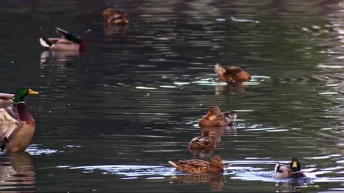 Mallard Ducks Swim in a Dark Pond