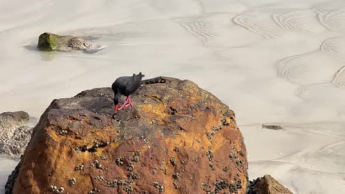 Seevogelvogel