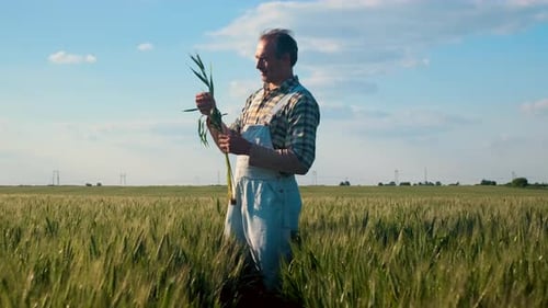 Smiling adult male farmer standing in green wheat field examining crop while holding in his hands.