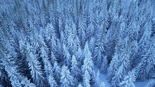 Aerial View of Snow Covered Evergreen Trees in Winter