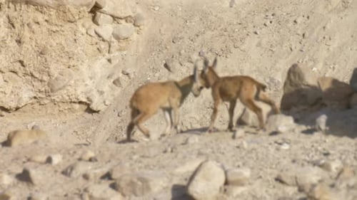 La cabra montés nubia adulla los cabezazos