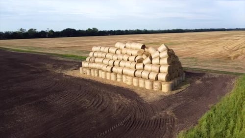 Many Bales Rolls Dry Straw After Wheat Harvest on Field Bales in Form of Rolls