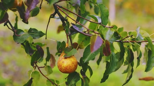 Pears on a Tree Closeup
