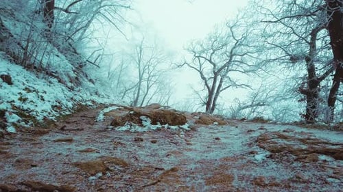 Serene Winter Forest Path Lined with Frost-Covered Trees and Enveloped in Mystical Morning Fog