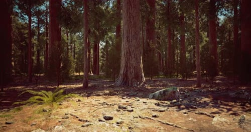 Sunlight Filters Through Towering Trees in an Enchanting Forest Setting