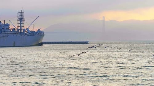Des mouettes volent au coucher du soleil sur la baie de San Francisco (photo de suivi, Californie, États-Unis)
