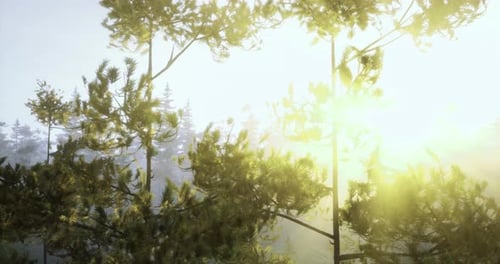 Sunlight Filtering Through Trees in a Tranquil Forest Setting