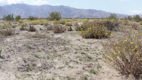 Flying Over Badlands Wildflowers, Drone Footage