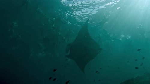 Underwater View of Beautiful Manta Ray Swimming in Ocean Water of Blue Deep Sea