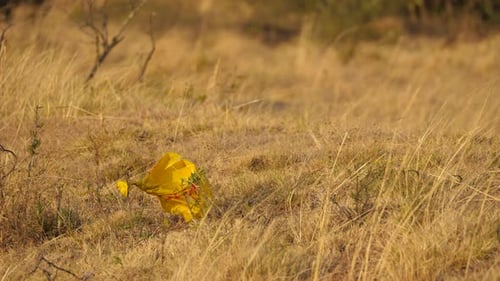 Residuos de bolsas de plástico dejados por los turistas en la hierba de la sabana.