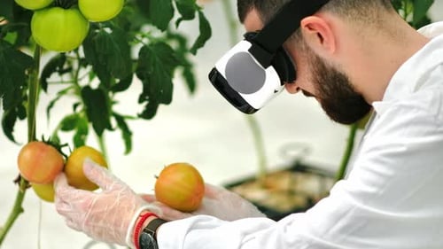 Man Using VR Headset Inspecting Tomatoes in Greenhouse