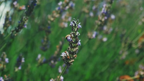 Bee climbing on top of a purple violet flower in a green meadow in nature.