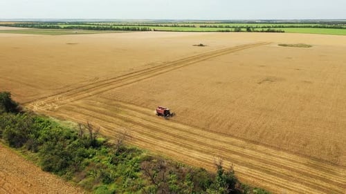 Aerial Drone View Harvester Working in Wheat Field Harvesting Combine Machine Cutting Cultivated