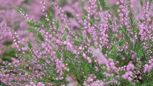 Close Up of Light Purple Flowers and Greenery