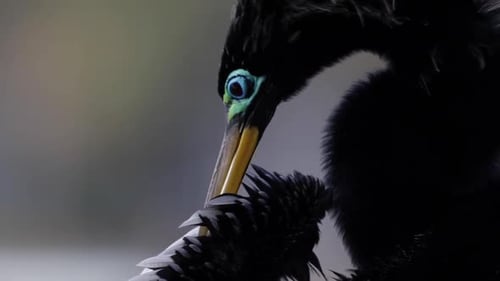 Extreme Nahaufnahme eines Anninga-Vogels beim Flügelputzen, Schlangenvogel, Dartervogel, Wassertruthahn