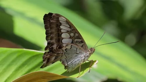 einzelner Schmetterling sitzt auf Blättern