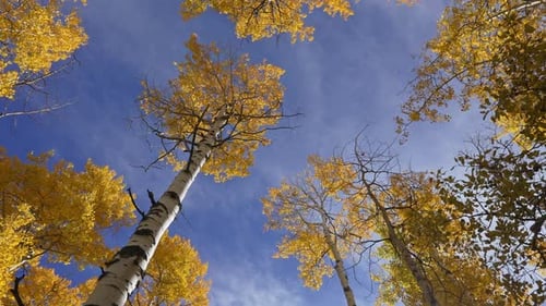 Rotating view looking up through yellow Aspen trees