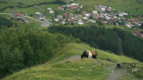 Big Cow Eats Grass on a Big Hill Hill is Green and There is a Forest and a Little Village Behind It