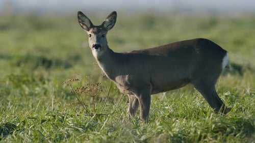 Common wild roe deer perfect closeup on meadow pasture autumn golden hour light