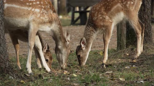 Group of Young deer grazing and eating grass and walking in the park slow motion. Young true deer