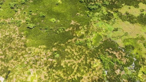 Agusan Marsh Wildlife Sanctuary in the Philippines