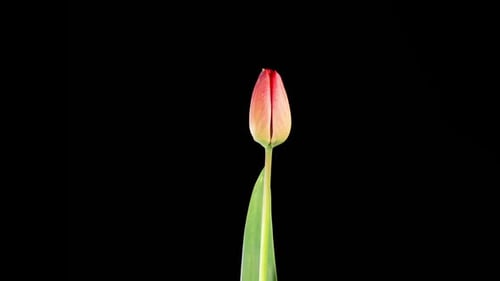 Tulip Blooming Time Lapse on Black Background