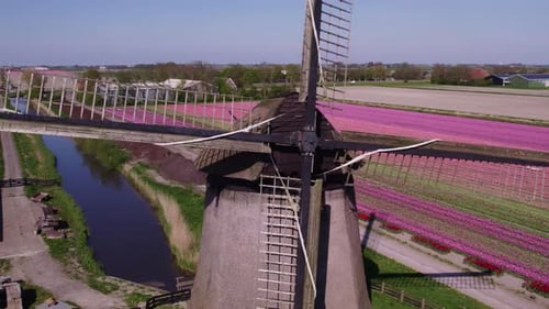 Aerial view of tulip fields and windmill in Schermerhorn, Netherlands.