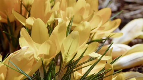 Gelbe Krokusse blühen im frühen Frühling in einem Halifax Park in Kanada