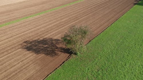 Lone tree in farmland, green meadow and brown, ploughed field, aerial view, serenity, peace and tran