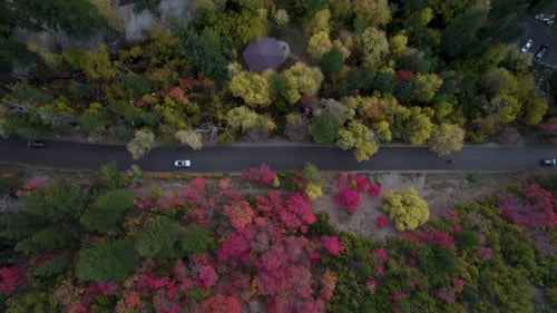 Forest Trees In Beautiful Fall Colors In American Fork Canyon, Wasatch Mountains, Utah With Cars Dri