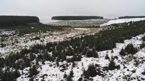 Aerial snowing winter forestry landscape coniferous fairy tale snow white forest landscape rising pa