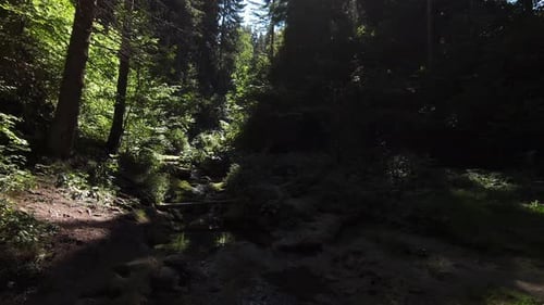 Aerial Drone Shot Flying in an Enchanted Forest with a Wild Gorge with a Creek Running Down a