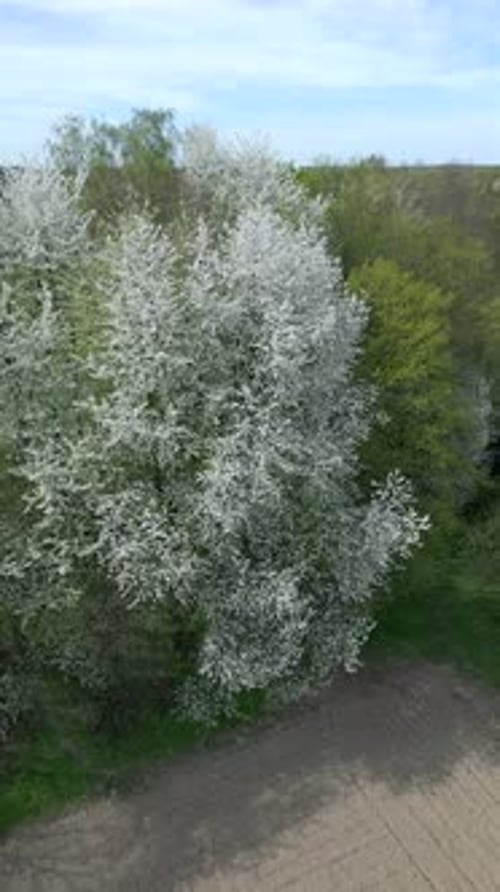 Aerial View of Blooming Trees with White Flowers in Spring