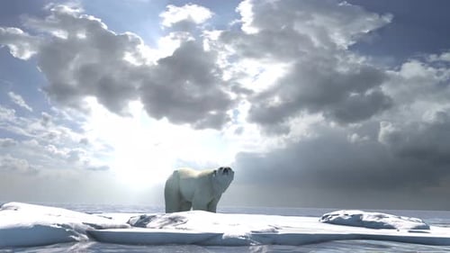 Polar bear standing and sniffing the air on iceberg