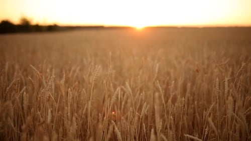 Wheat Ears at the Farm Field Shallow Depth of Field Golden Ripe Wheat Field on Sunset Rich Harvest