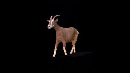 3D Animated Goat Walking on Alpha Channel