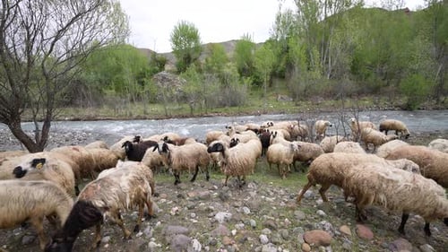 Eid al-Adha