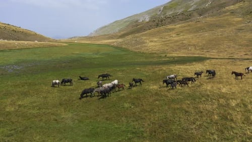 Eine Luftaufnahme einer Herde von Wildpferden, die auf einer Bergplatte spielen, rennen und grasen