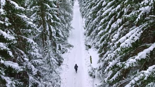 Man walks alone along a path in a snowy forest. Aerial drone view of winter wonderland in white