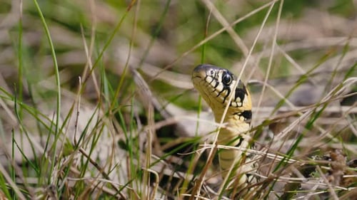 Gros plan d'un serpent de graminées dans une forêt printanière avec de la mousse et de l'herbe