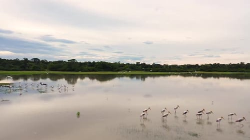 Tropical Landscape at Sunset Sri Lanka