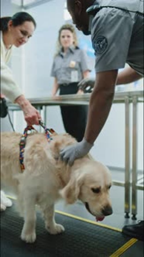 Airport Terminal TSA Officer Scanning Golden Retriever Dog Using Metal Detector