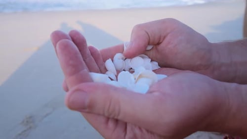 White Seashells in Man Hands Close Up