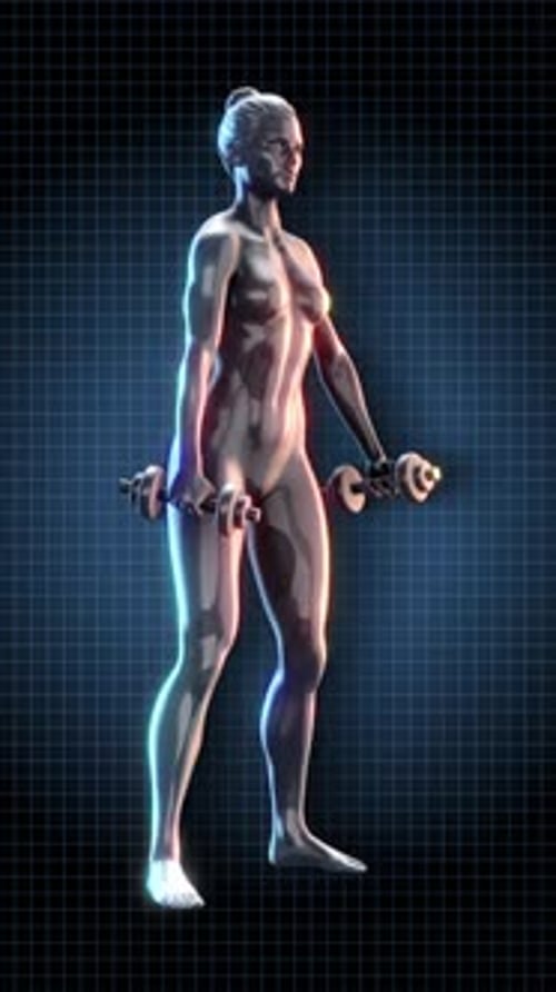 3D Female Figure Dumbbell Exercise with Muscle Highlight