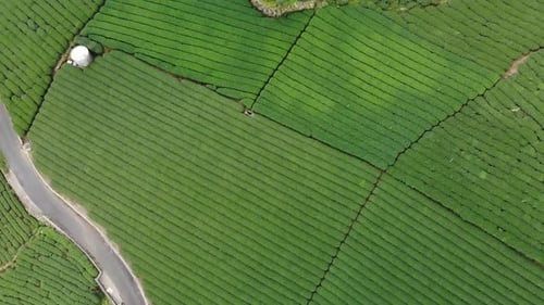 Agriculture Green Farm