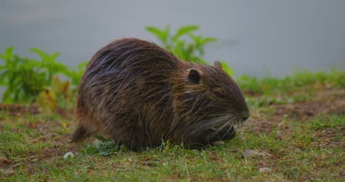 Nasswasserratte oder Bisamratte kriecht an Land auf der Suche nach Nahrung Nutria auf dem grünen Gras Wasservögel Nagetier