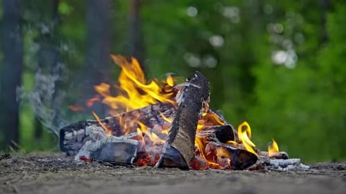 Campfire in the Forest