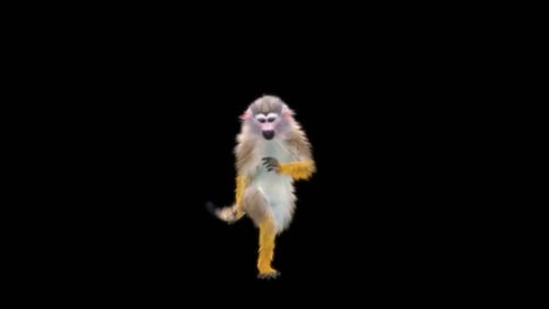 30 Monkey Dance HD
