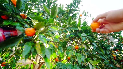 Firstperson View Farmer's Hand Plucks Ripe Citrus Tangerine Sun Glare and Raindrops