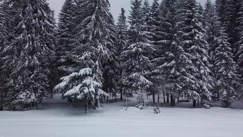 Ein dichter Wald mit hohen schneebedeckten Bäumen steht hinter einem offenen Feld aus weißem Schnee. Der Himmel ist